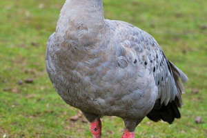 Курячий гусак Курячий гусак